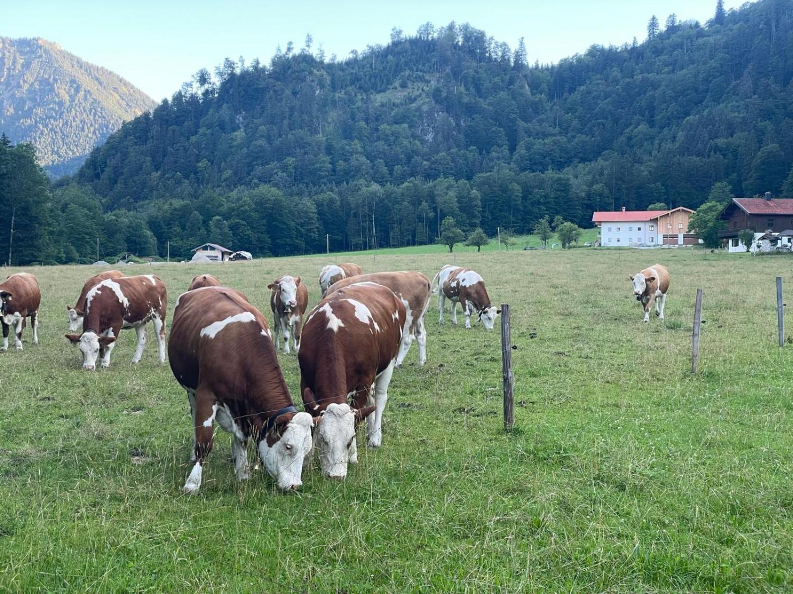 Ferienwohnungen Bergluft Aschau im Chiemgau Eksteriør billede